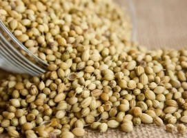 Coriander